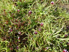 Trifolium variegatum variegatum
