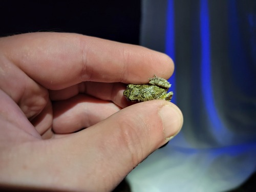 Cope's Gray Tree Frog