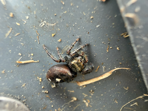 Bold Jumping Spider