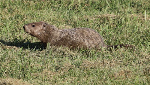 Groundhog