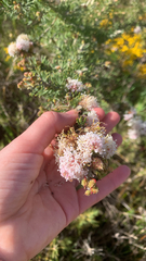 Grevillea crithmifolia, photograph (c) Millie Brady, some rights reserved (CC BY)