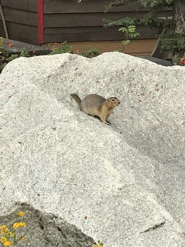 Arctic Ground Squirrel observed by fnd