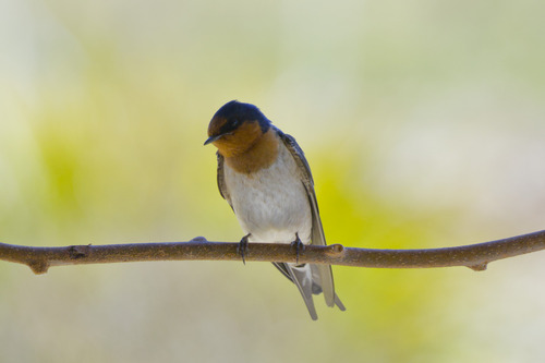 Welcome Swallow