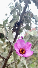 Corynabutilon