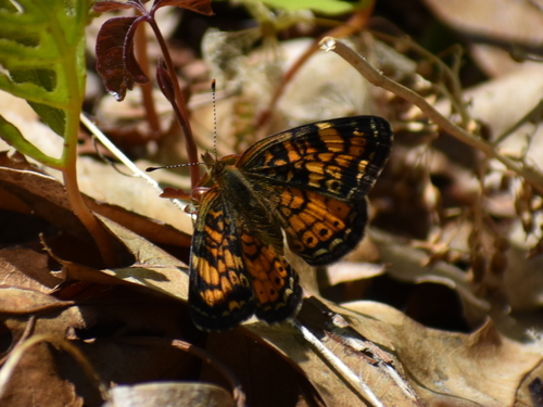 Pearl Crescent photographed in Rhode Island