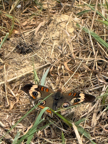 Common Buckeye