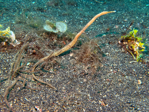 Trachyrhamphus bicoarctatus observed 2026-08-28