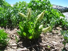 Veronica ritteriana