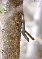 Anolis argenteolus
