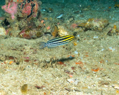 Meiacanthus grammistes observed 2026-08-28