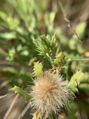 Rayjacksonia phyllocephala