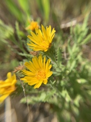 Rayjacksonia phyllocephala
