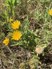 Rayjacksonia phyllocephala