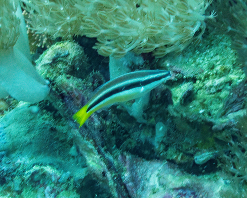 Diproctacanthus xanthurus observed 2026-08-28