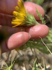 Rayjacksonia phyllocephala