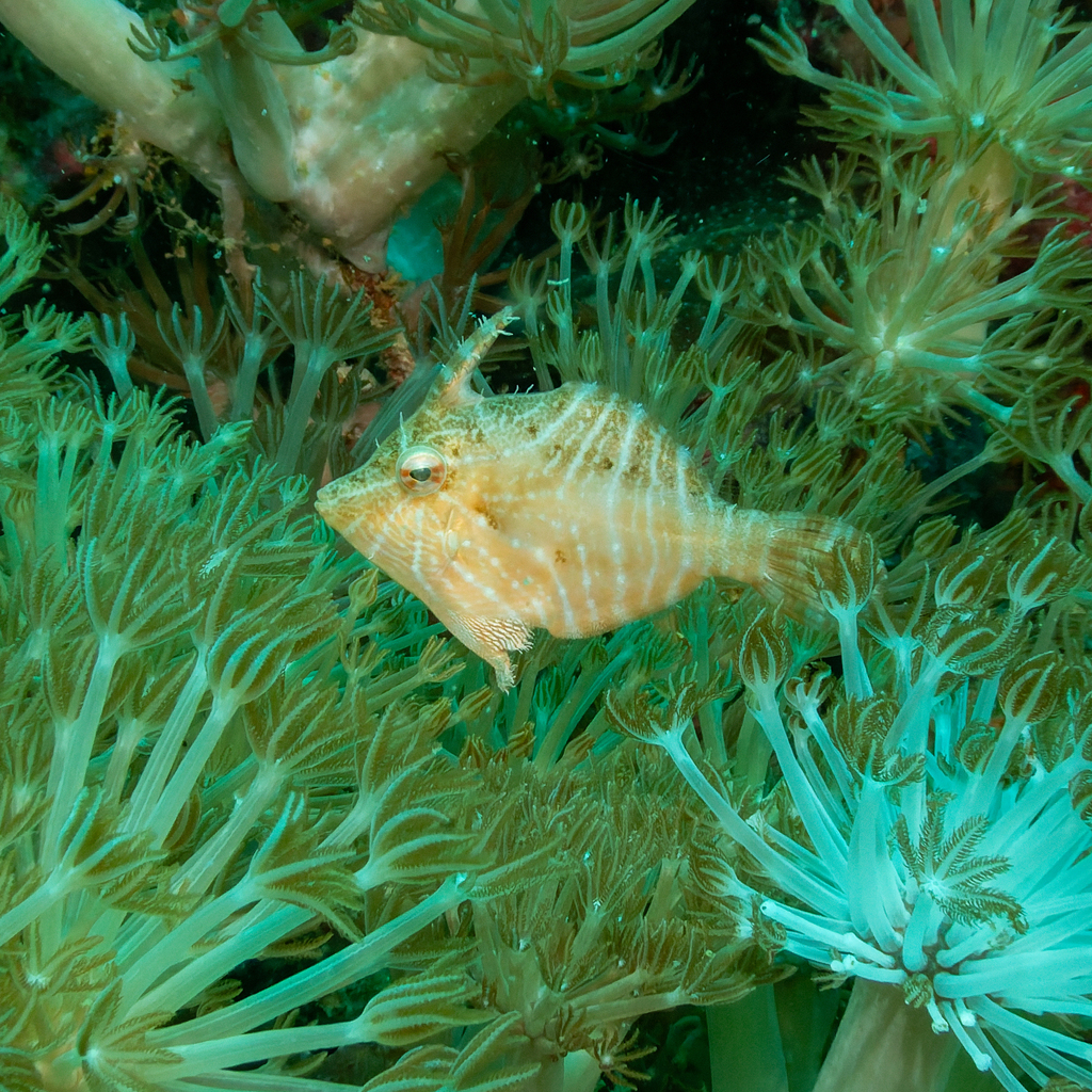 Flower-coral Filefish