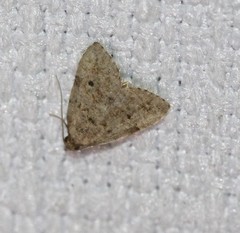 Tolpia conscitulana