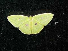 Comostola leucomerata