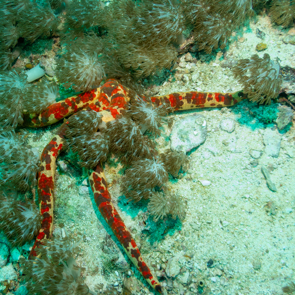Leiaster coriaceus