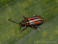 Disonycha bicarinata