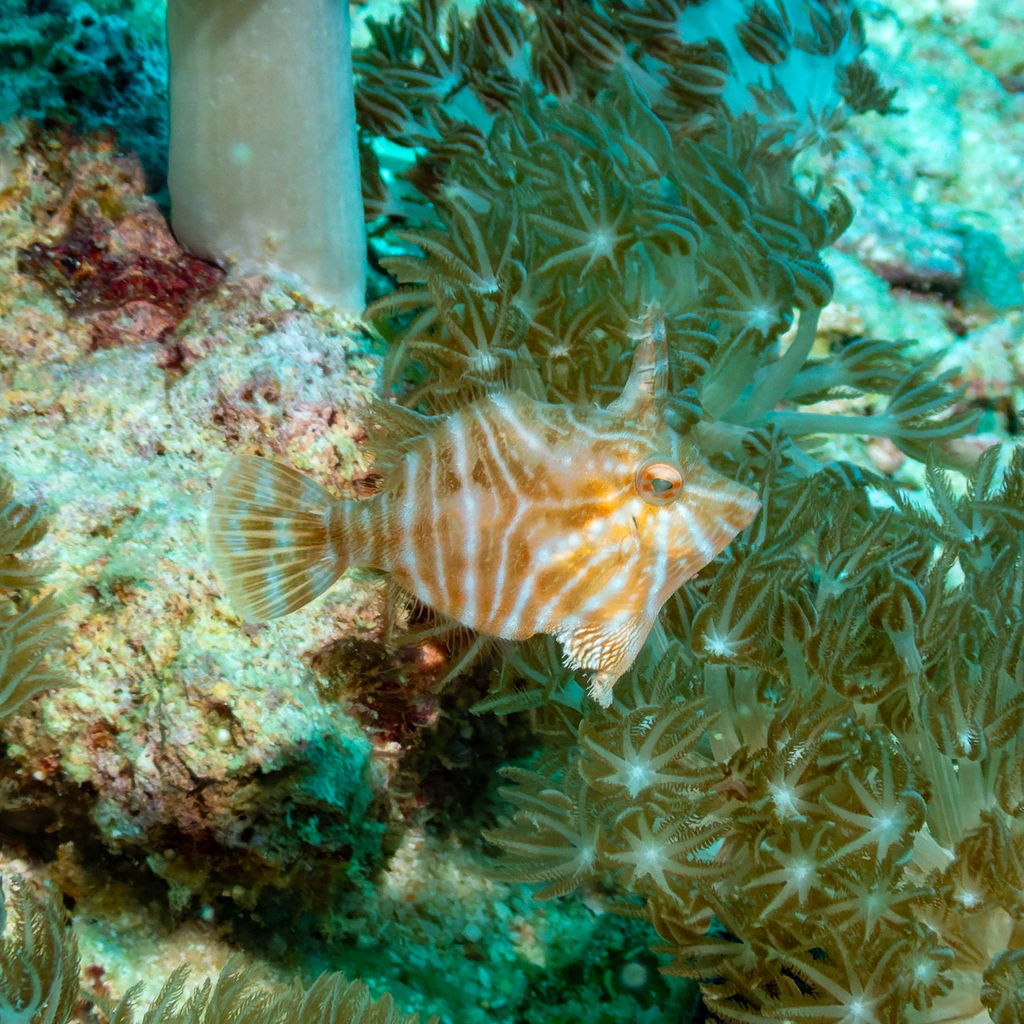 Flower-coral Filefish
