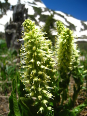 Veronica ritteriana