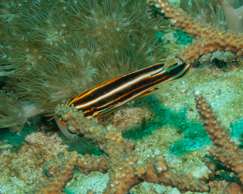 Plectorhinchus lessonii observed 2026-08-28