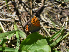 Lycaena phlaeas hypophlaeas
