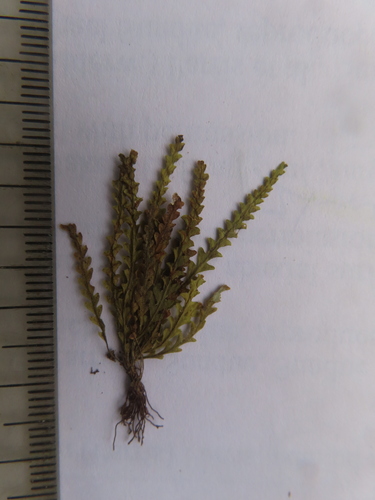 Calymmodon muscoides observed 2007-11-16
