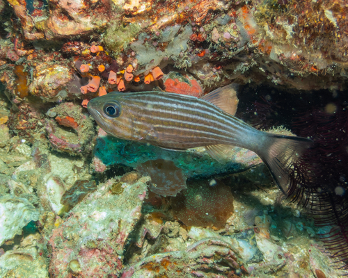 Cheilodipterus macrodon observed 2026-08-28