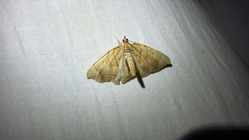 Greater Grapevine Looper Moth (Eulithis gracilineata)
