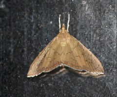 Hyalobathra crenulata