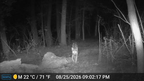 Bobcat