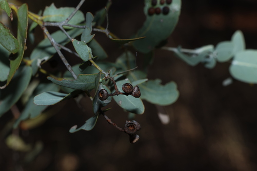Eucalyptus melanophloia, photograph 3