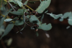 (c) Greg Tasney, some rights reserved (CC BY-SA) Eucalyptus melanophloia, photograph (c) Greg Tasney, some rights reserved (CC BY-SA)