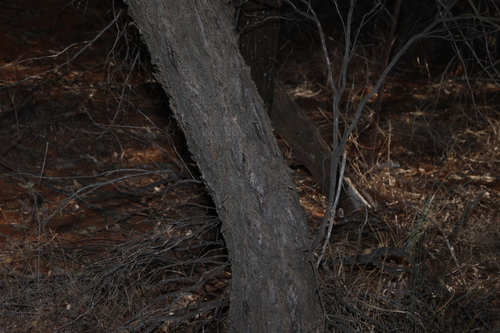 Eucalyptus melanophloia, photograph 1