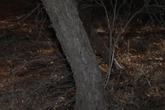 (c) Greg Tasney, some rights reserved (CC BY-SA) Eucalyptus melanophloia, photograph (c) Greg Tasney, some rights reserved (CC BY-SA)