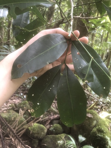 Anthocarapa nitidula observed 2026-08-29