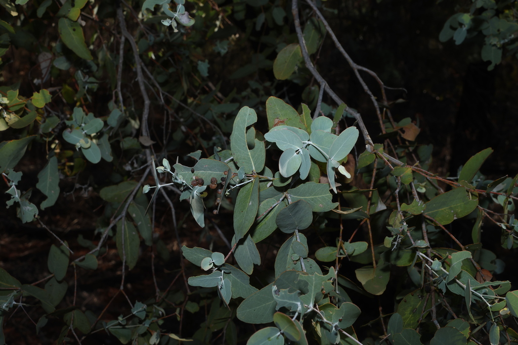 Eucalyptus melanophloia; photograph (c) Greg Tasney, some rights reserved (CC BY-SA)