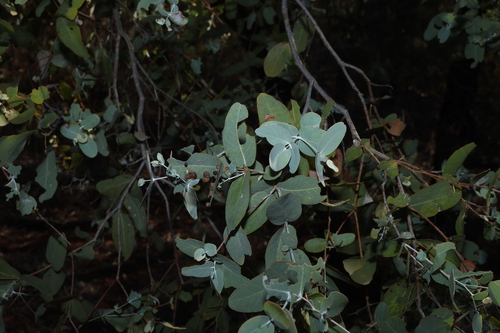 Eucalyptus melanophloia