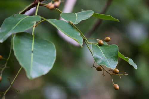 Metopium toxiferum