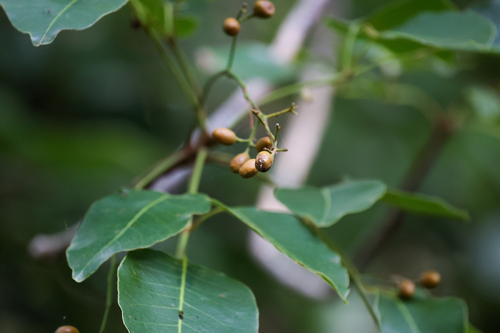 Metopium toxiferum, photograph 1