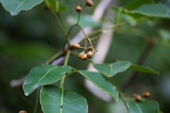 Metopium toxiferum, photograph (c) Tom Field, some rights reserved (CC BY)