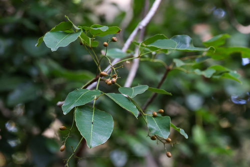 Metopium toxiferum, photograph 2
