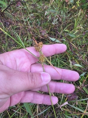 author not stated, no rights reserved Carex flava, photograph author not stated, no rights reserved