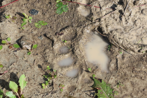 Black Bear sighting near Abitibi-Témiscamingue