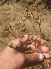 Lomatium nudicaule, photograph (c) Alexis Tinker-Tsavalas, some rights reserved (CC BY)