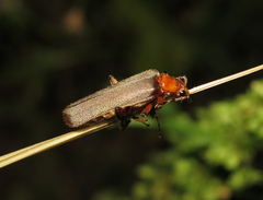 Pacificanthia consors