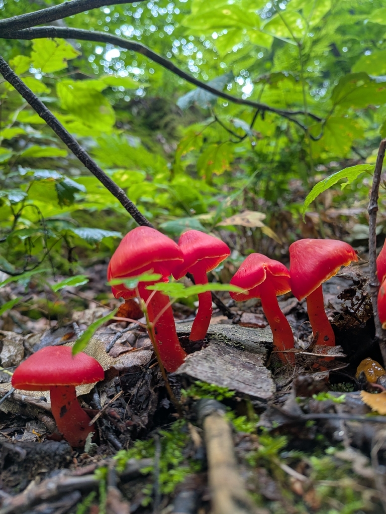 Scarlet Waxy Cap · August 2026 · photo: Photo: (c) Mustapha, some rights reserved (CC BY) · iNaturalist