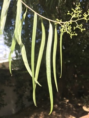 Anacardioideae